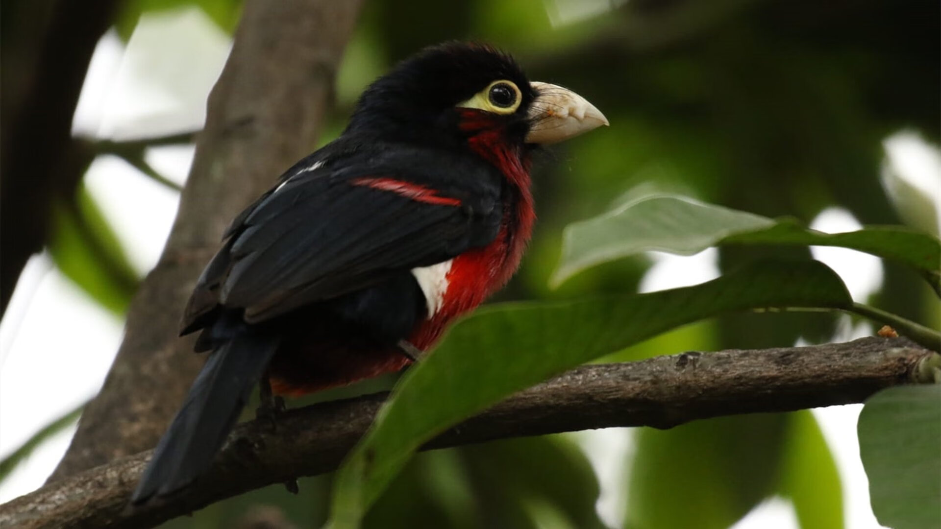 开云体育视频直播-青少年“梦想之桥”边疆体育援建项目在新疆成功推进，援助青训产业链