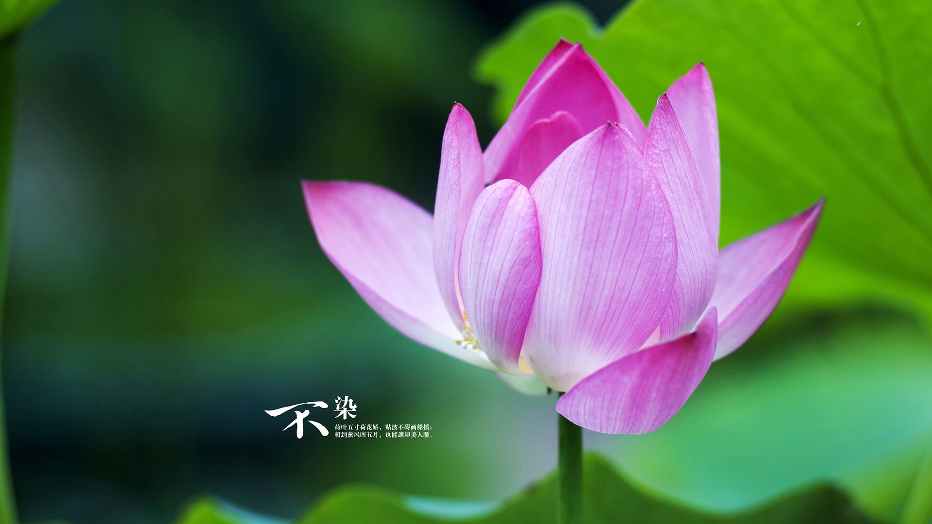 kaiyun体育app-青少年电竞素养教育入校园,行业健康发展迎新机遇,电竞青少年的逐梦路