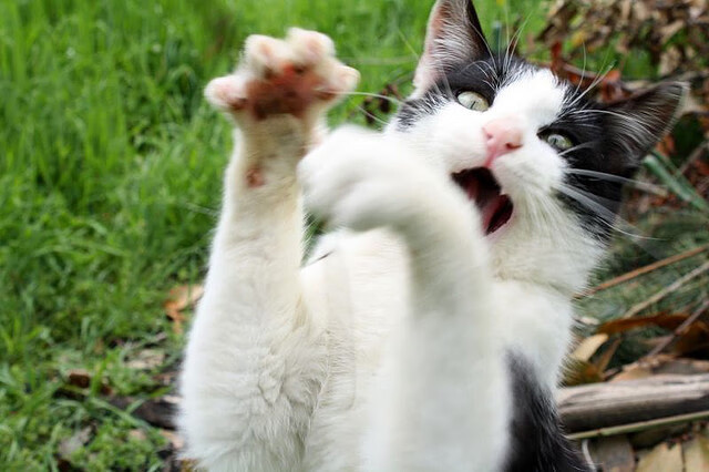 开云全站-下午心锁落后,却绝对悬停,打平波罗的海