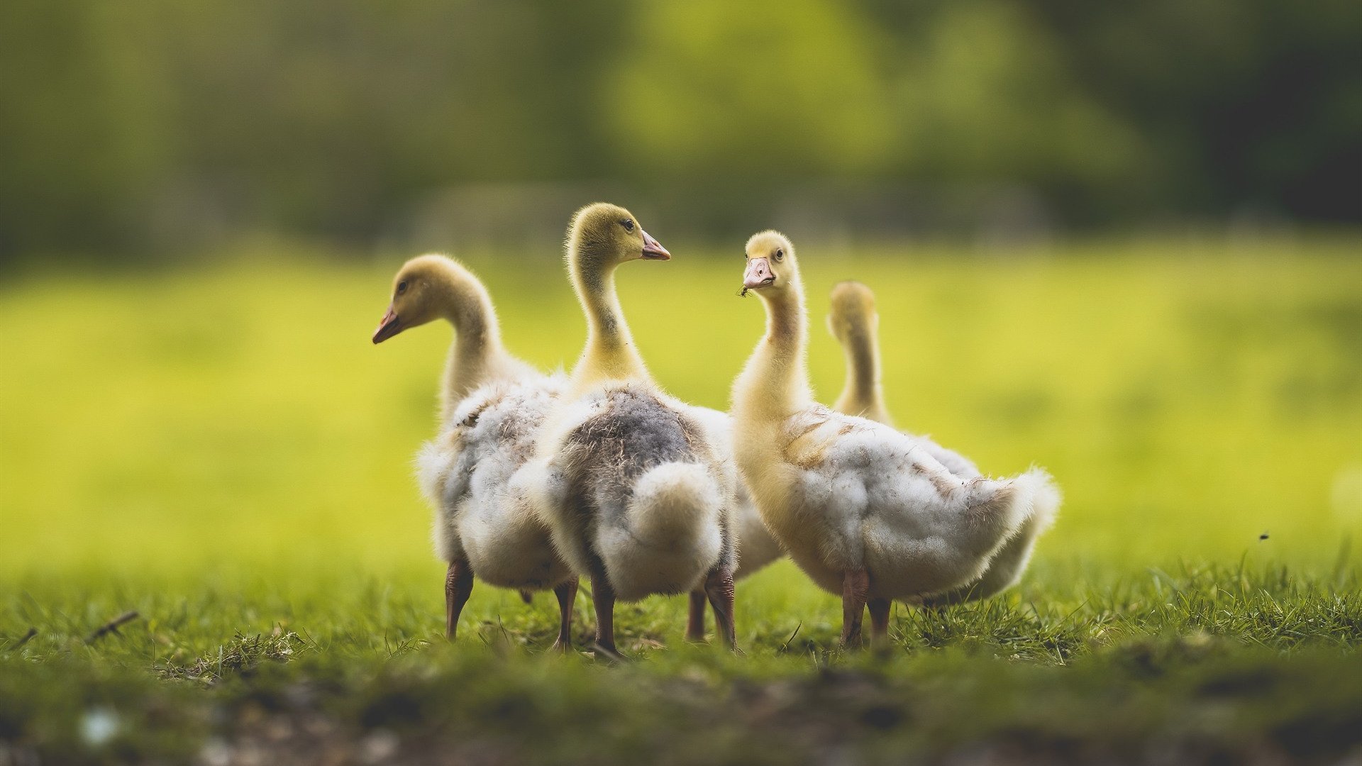 KAIYUNAPP-意甲联赛局势悬念不断,球队实力拼杀,意甲意甲联赛