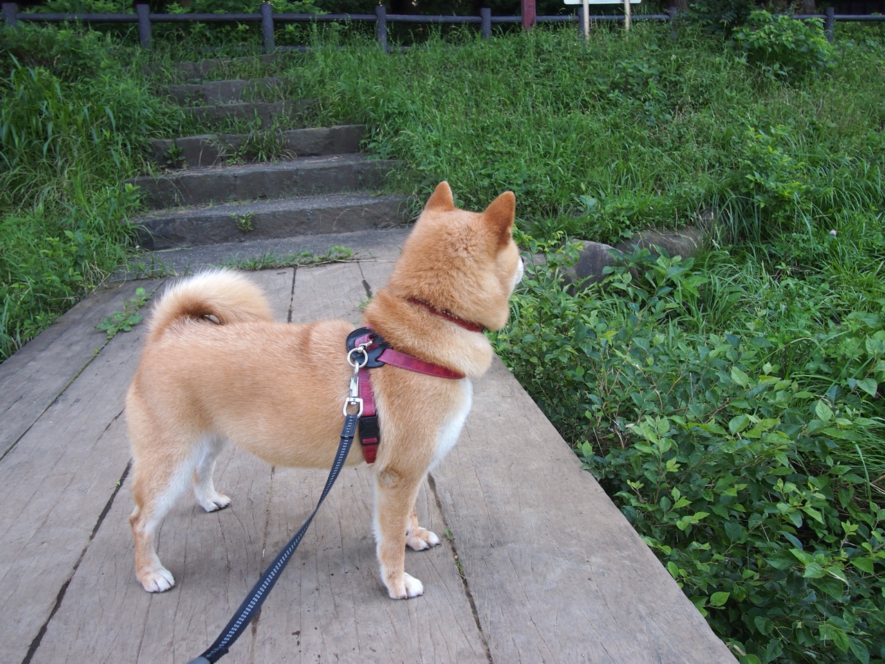 开云网页版-斯洛伐克队在欧预赛比赛中表现稳定，仍有上升空间，斯洛伐克乙组联赛