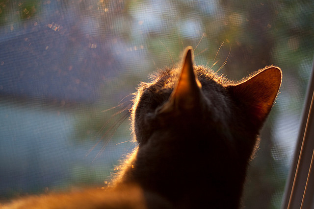 kaiyun-瑞士队战胜对手,迎来一场激动人心的胜利,瑞士队分析