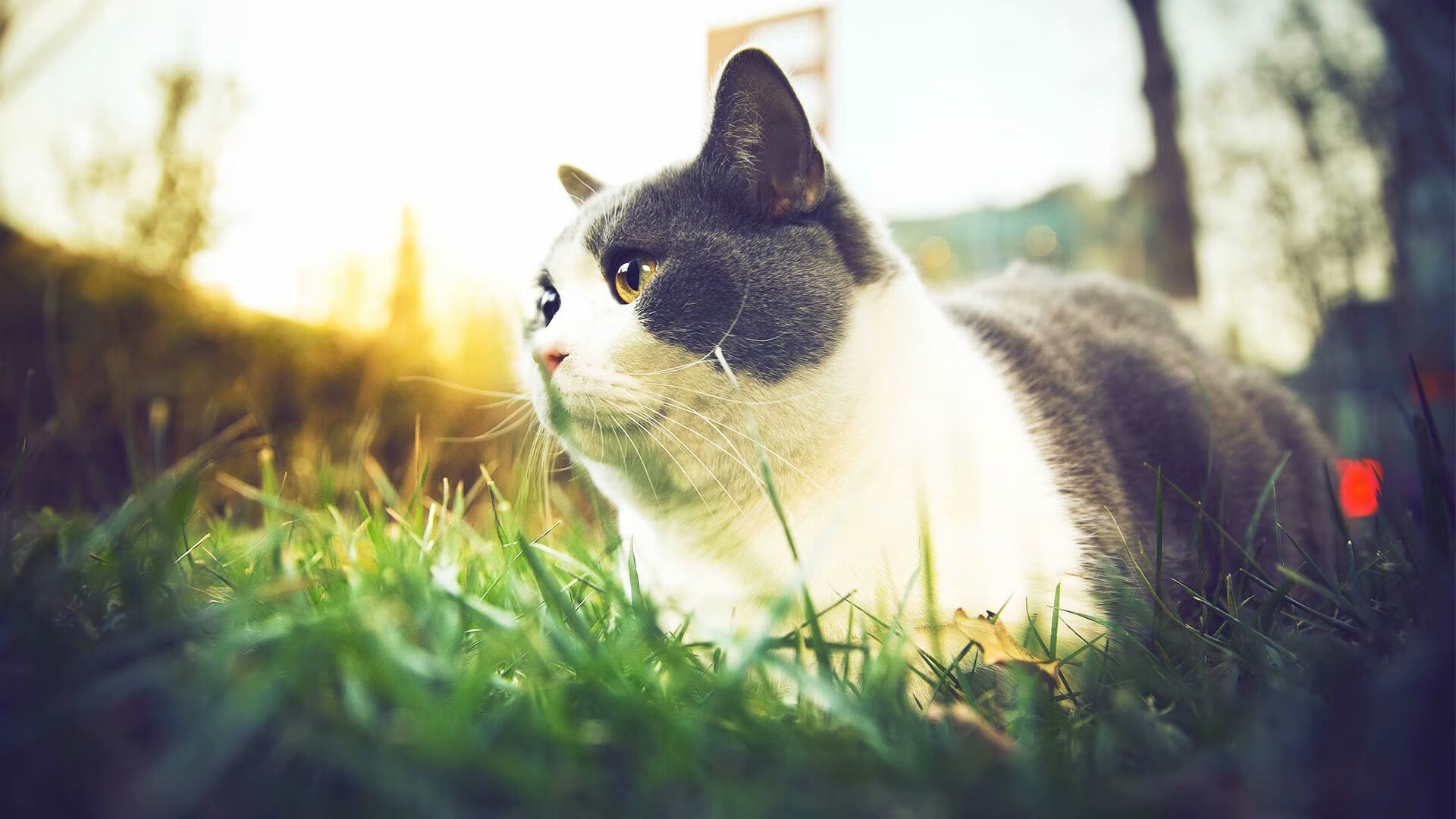 开云·体育官网APP下载-电竞主播多元内容创作与粉丝经济价值挖掘实践