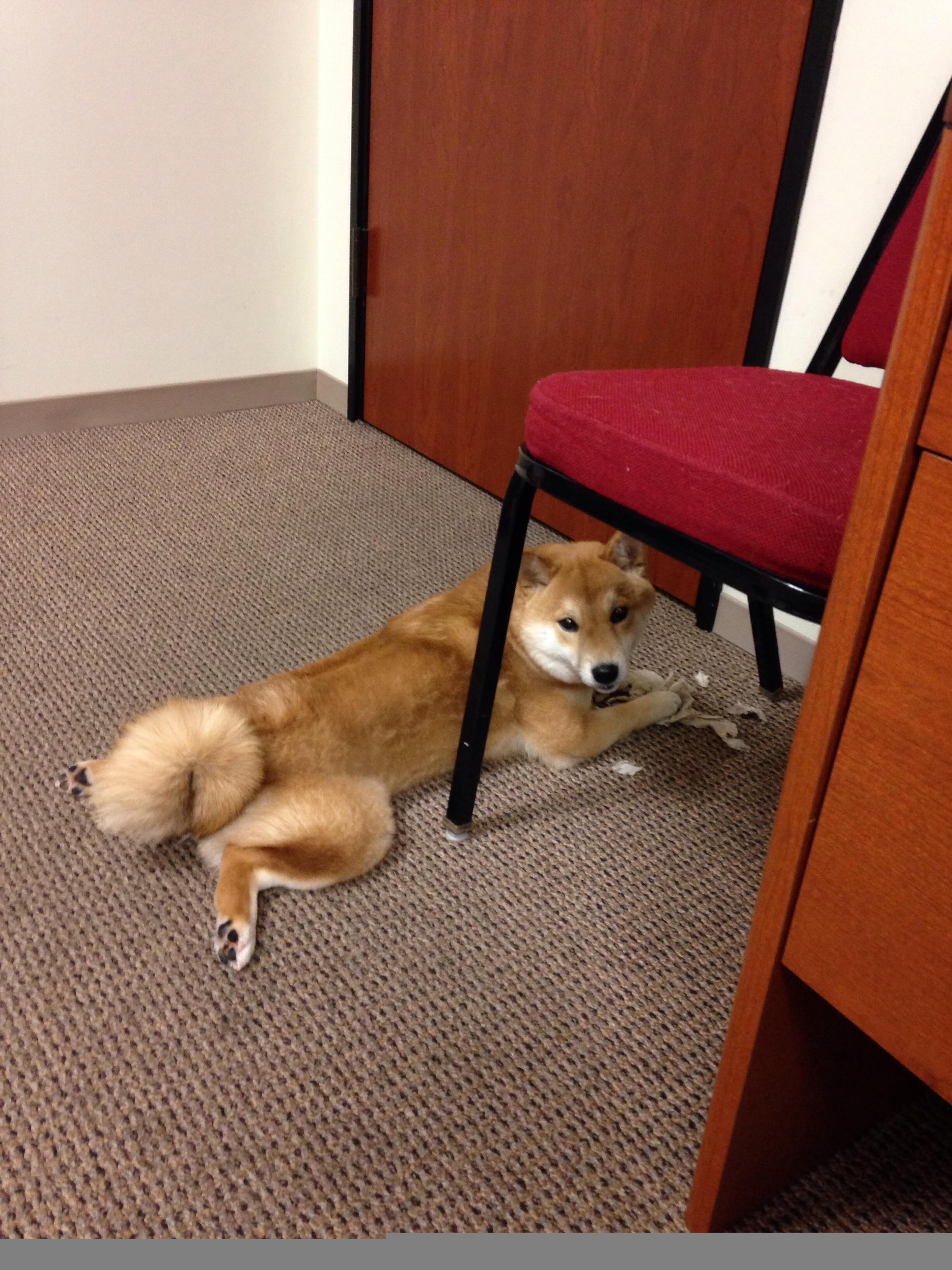 开云全站-荷兰队精彩表现,大胜特立尼达和多巴哥,多特瞄准荷兰双边锋_强的心有所属 年轻的