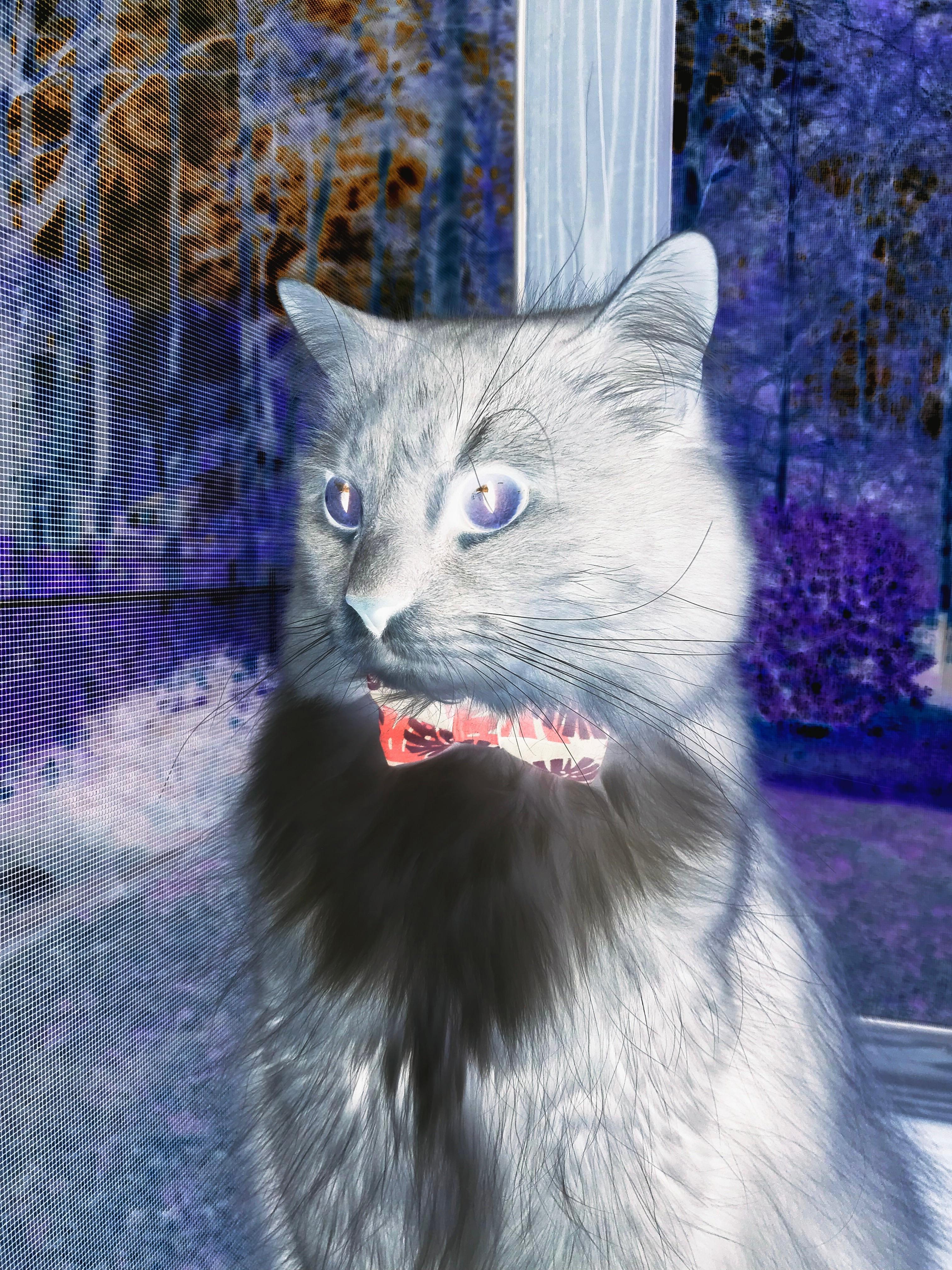 开云·体育官方网站入口-西班牙马术学院推出青少年培训计划,培养未来马术明星。,西班牙马术学校