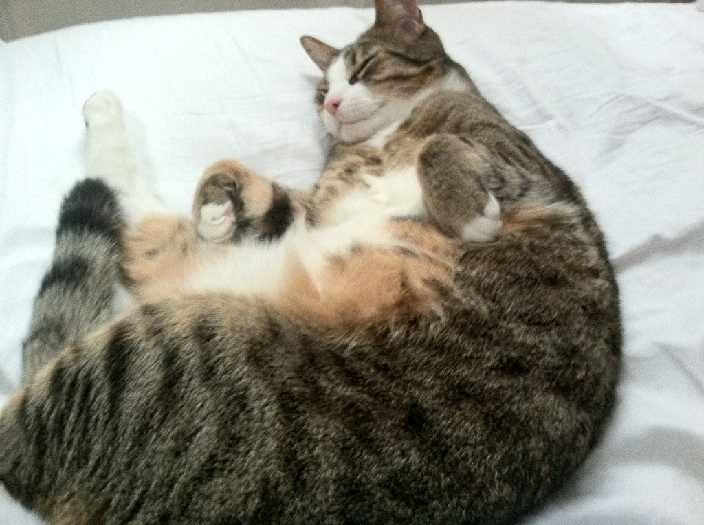 开云体育中国官网-辽宁本钢开季强势,常规赛连胜不断,辽宁本钢比赛结果