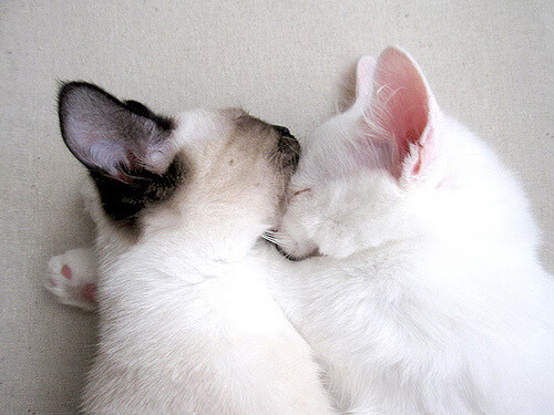 kaiyun体育综合-意甲裁判语言模糊度对判罚准确性的影响分析,意甲裁判语言模糊度对判罚准确性的影响分析报告