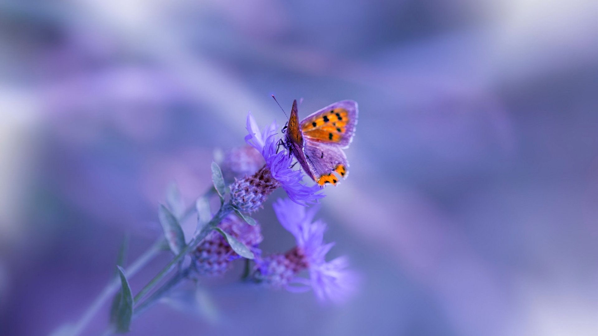 开云·体育官网APP下载-中国三人男篮加速培养替补阵容 增强板凳深度,中国男篮三人组