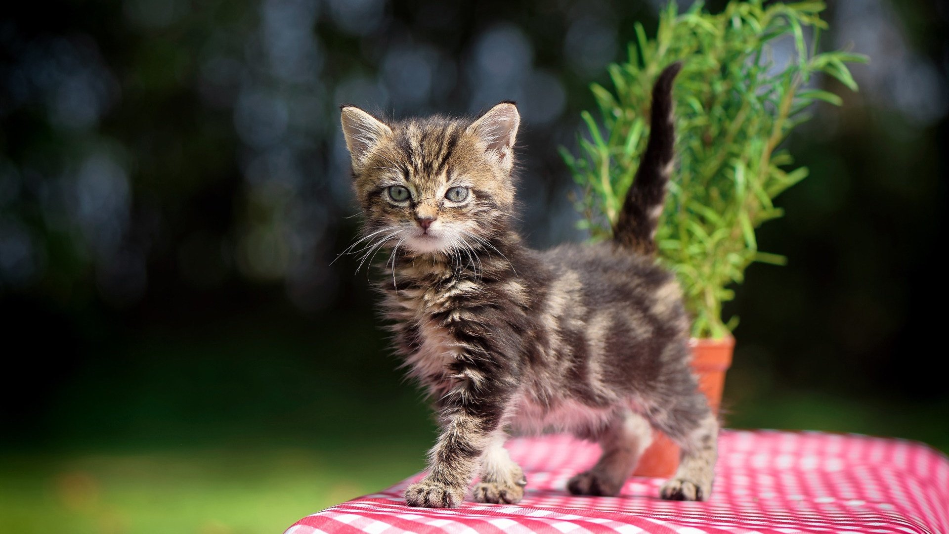 开云·Kaiyun网页版-加拿大队在国际乒联混合团体世界杯中的心理素质与比赛表现,加拿大乒乓球参赛选手