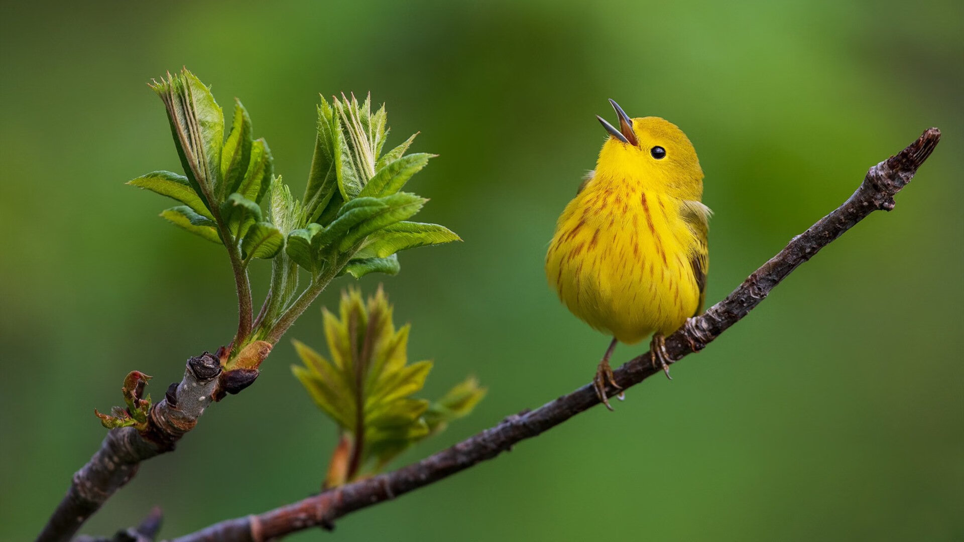开云入口-弗赖堡中前场联动打破进攻瓶颈,弗赖堡队