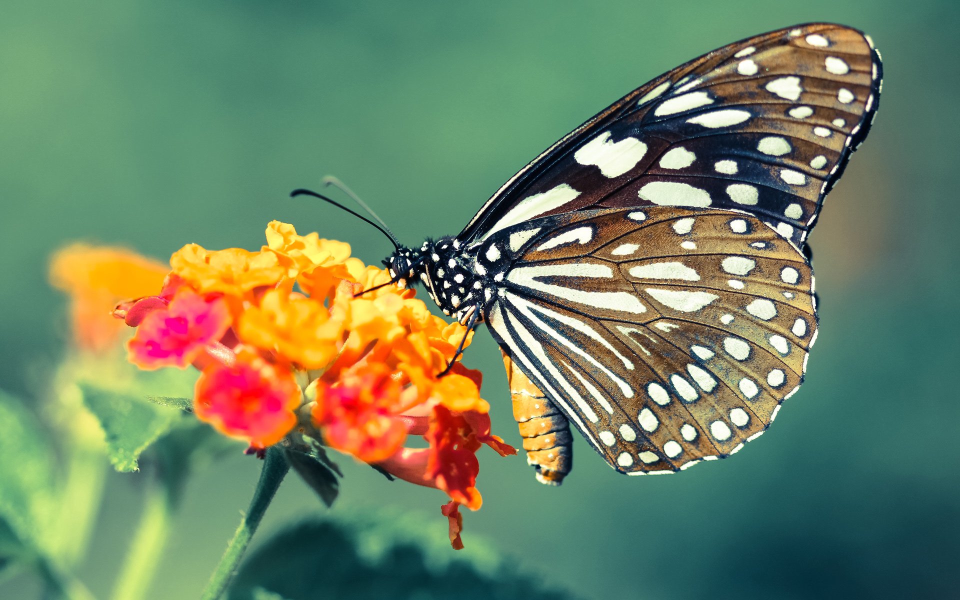 开云入口-王者荣耀版本更替频繁战术研发成关键,王者更新变动