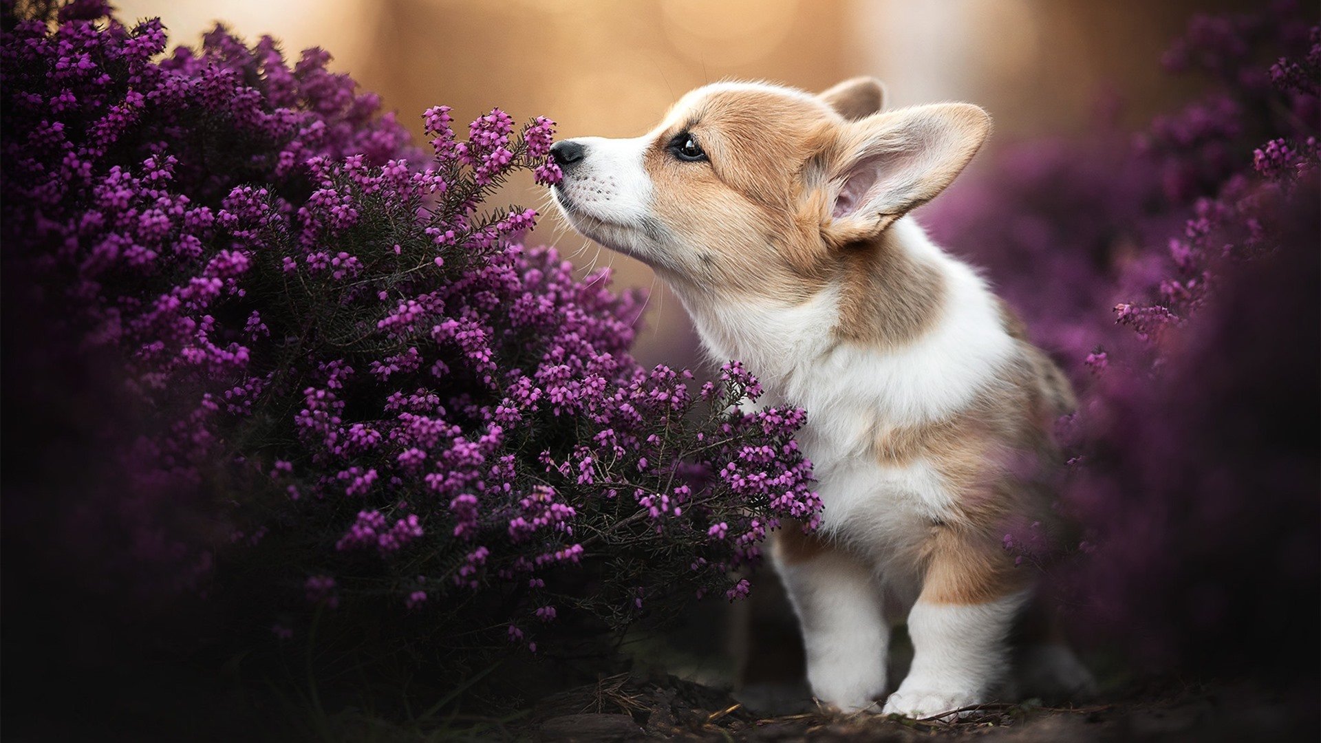 开云体育中国官网-职业网球训练营海外移训提升适应能力,职业网球运动