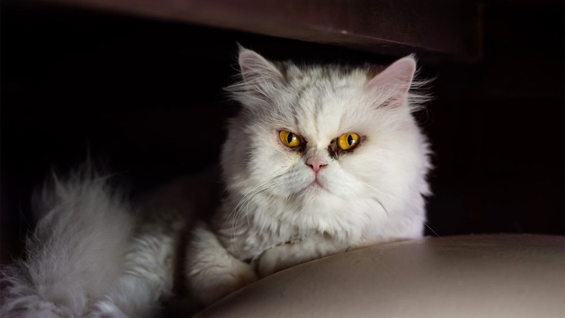 开云·体育全站登录地址-世界杯传奇夜：精彩瞬间永载史册！，世界杯百大传奇