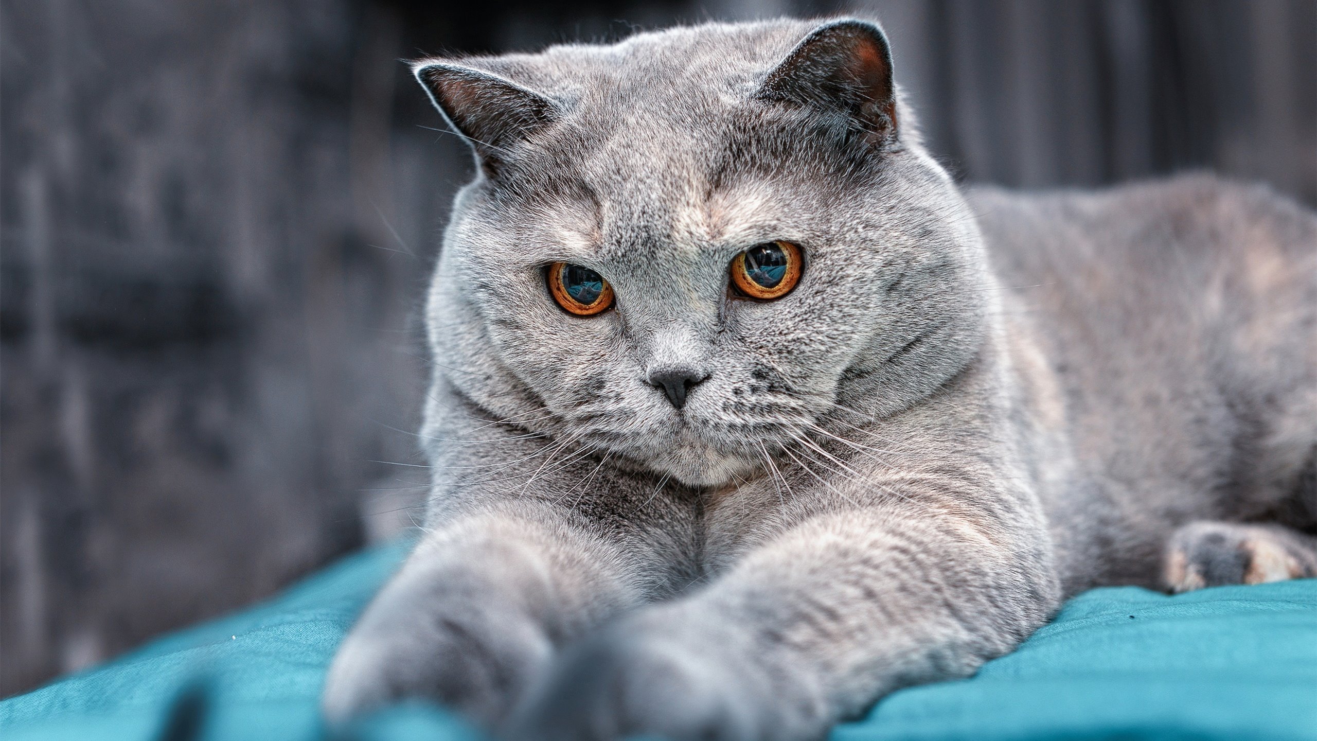 开云kaiyun-乌拉圭男篮在南美锦标赛中持续进步，体育影响力不断扩大，乌拉圭篮球联赛2021