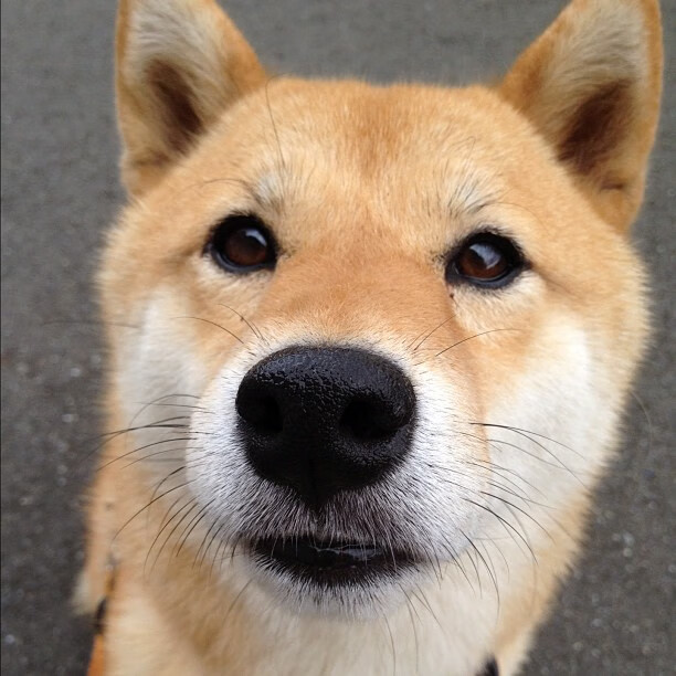 开云官网-希腊女篮在欧洲锦标赛中再接再厉,夺冠梦想触手可及,希腊女篮u20直播