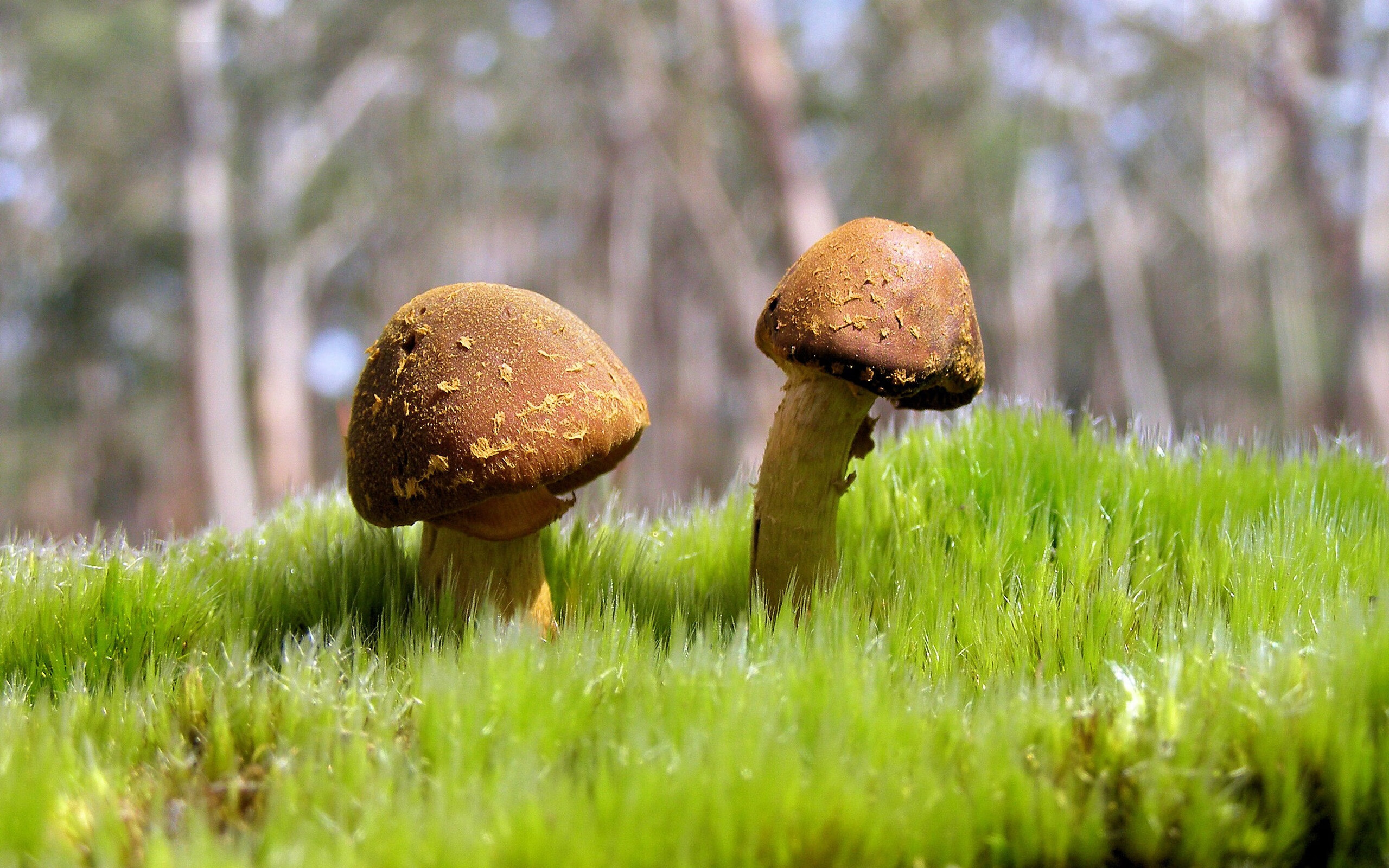 开云综合服务-渡边一平泳池内外双重突破,渡边一系