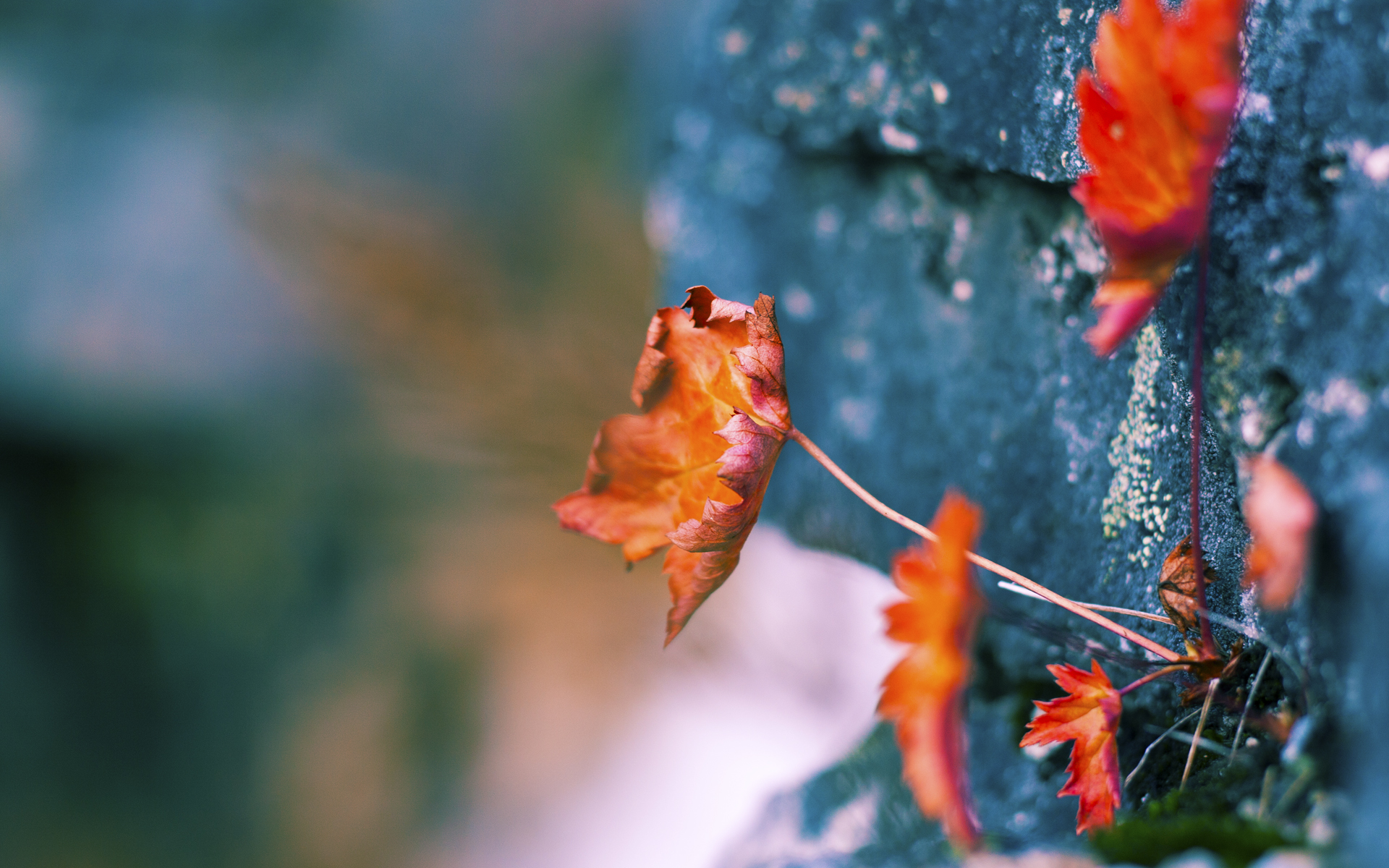 开云体育全站-职业俱乐部建设球员能力图谱提升训练目标针对性,职业球队的图片